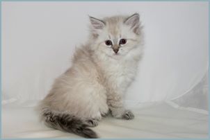 Female Siberian Kitten from Deedlebug Siberians